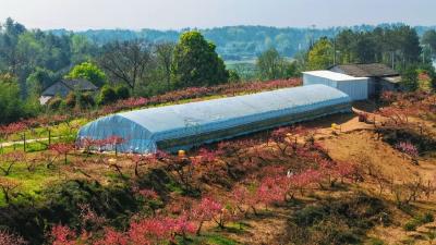 桃花林里，鸡鸣阵阵