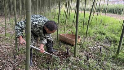 竹林直播，让这口“春鲜”直达餐桌