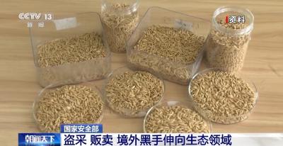 盗采、贩卖……境外黑手伸向生态领域，国家安全机关通报