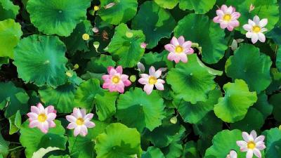 【楚商回乡 创在松滋】从“一塘藕”，到一个产业 