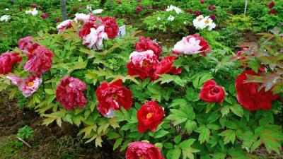 繁花似锦！2万余株牡丹迎来盛放