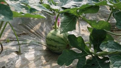 第一口“夏日香甜”，5月中旬上市