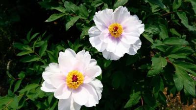 春花夏油，深山牡丹格外香