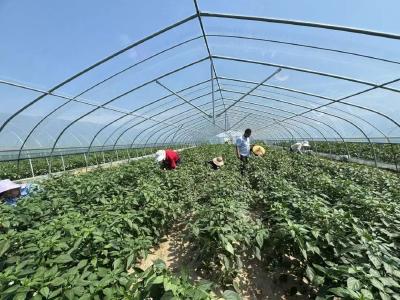 俏销川湘！我市2.25万亩辣椒抢“鲜”上市