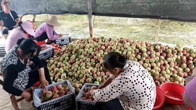产量虽降了，桃子更“俏”了