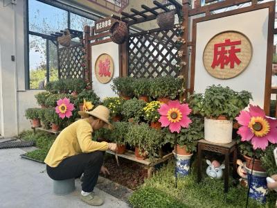 千里跃进大别山｜麻城菊花开出百姓“致富花”