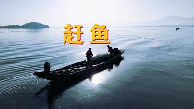 湖北黄石：冬捕在即，大冶湖开启“赶鱼”模式