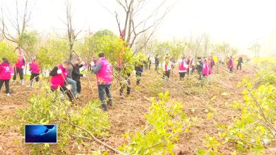 共赴春光 绿满黄石 | 开发区·铁山区：全民义务植树 共建美好家园