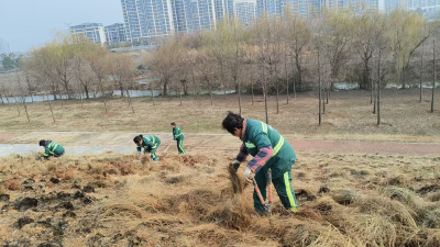 精心管养湖堤粉黛 成就市民“粉色梦幻”