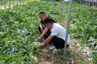 灵乡镇：盘活闲置资源 激活村集体特色产业新动能