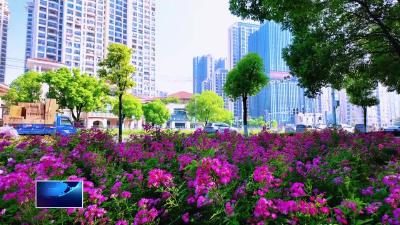 直通县市区·第一时间  |  黄石港区：街巷变花廊 秀出高颜值