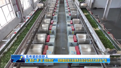 在希望的田野上 | 从“春茶一季”到“四时有收”   阳新建成湖北省首条全自动乌龙茶大宗茶生产线