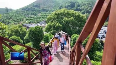 上春山 采春采 游黄石 | 新港园区金海管理区：上女儿山  沉浸式体验茶文化