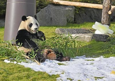 日本和歌山县4只大熊猫将于6月28日送返中国