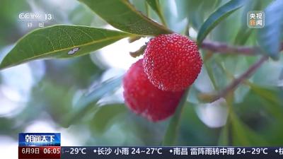 有了冷链物流网络 边远城市也能吃上新鲜榴莲