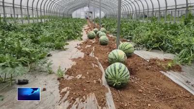 在希望的田野上•三夏时节  |  灵乡镇贺铺村：麒麟瓜抢“鲜”上市 农民收获“甜蜜”