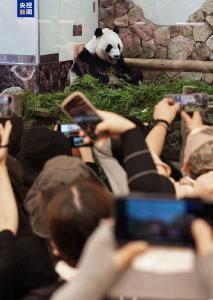 4只旅日大熊猫明日启程回国 日本民众依依惜别