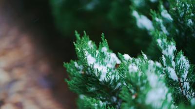 清廉说：节气说廉·小雪