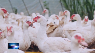 阳新屯鸟：从乡村“土特产”到致富“金名片”