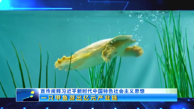 湖北黄石：一只甲鱼游出亿元产业链