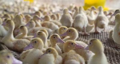 归乡人+好政策+全产业链！黄石阳新用这股 “热力” 绘就乡村振兴新答卷