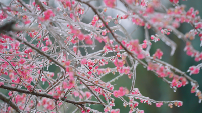 清廉说：节气说廉·大寒