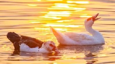 1+1+1>3！解码“黄石三鲜”的品牌崛起之路