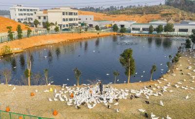 1+1+1>3！解码“黄石三鲜”的品牌崛起之路