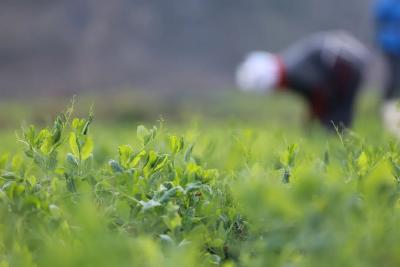 真正的“冬日顶流”！维C含量比橙子还高，很多北方人没吃过