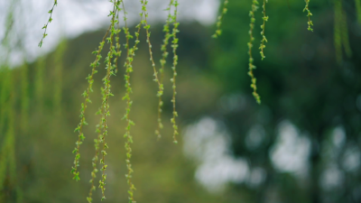 清廉说：节气说廉·立春