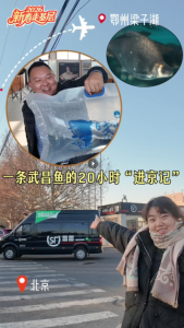 新春走基层｜一条武昌鱼的20小时“进京记” 