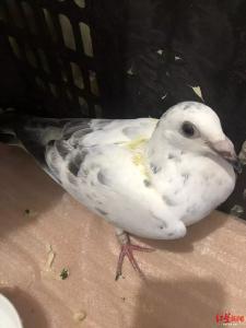 “乡村鸽妹”飞出山