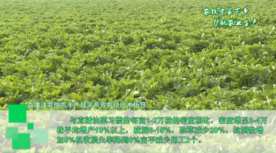 【农技专家下乡 护航农业生产】② 直播油菜优质丰产轻简高效栽培技术指导