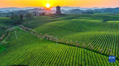 万亩茶海里，一片清明茶的成材之旅