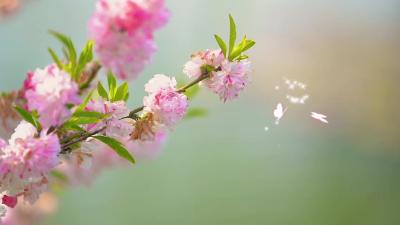 
#花漾黄冈 #春天 在诗意中赏一场春暖花开！关于春天的诗，你能对上几首？