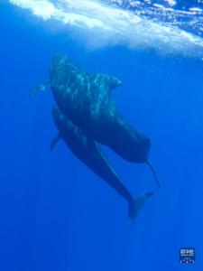 科研人员在南海记录到抹香鲸等15个鲸类物种