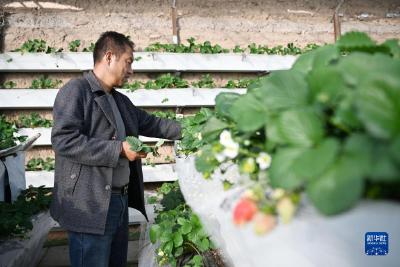 银川：草莓产业助农增收