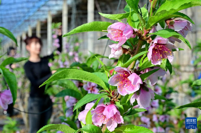 河北乐亭：冬季里来桃花开 