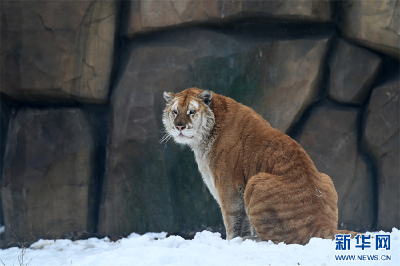 萌趣十足 “大猫”雪中撒欢儿 