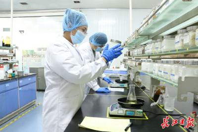 破解菊粉工艺“核心级密钥”，英纽林生物科技打造菊芋经济助武汉农民增收