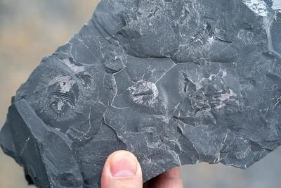 5亿年前化石，现身工地