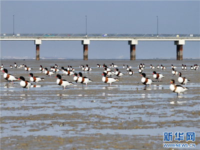 江苏连云港：万只翘鼻麻鸭现身赣榆沿海湿地