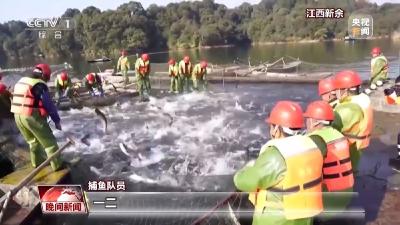 从水里的鱼儿到市场上的花卉 临近春节各地供销两旺 