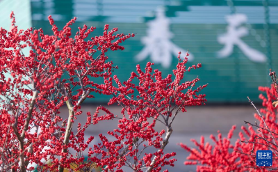 年宵花开启销售旺季 五彩花卉扮靓新年