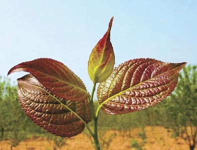 杜仲：植物黄金 神奇橡胶