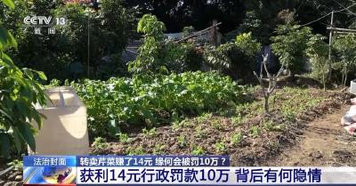 转卖芹菜赚14元被罚10万？后续来了