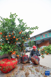 浙江金华：新春苗木市场开市