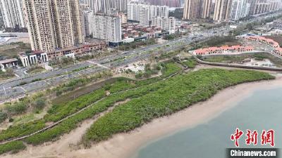 广西防城港建设生态海堤 保护北部湾海域生物多样性