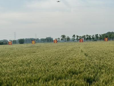 小麦新品种“中麦578”有助于实现小麦种植大面积单产提升