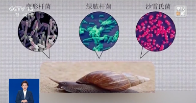 🤢这种“大蜗牛”，一碰就中毒→